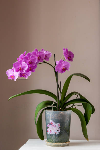 Pink Orchid in flower pot Orchid blooming at home. Pink Phalaenopsis in flower pot on a table potted orchid stock pictures, royalty-free photos & images