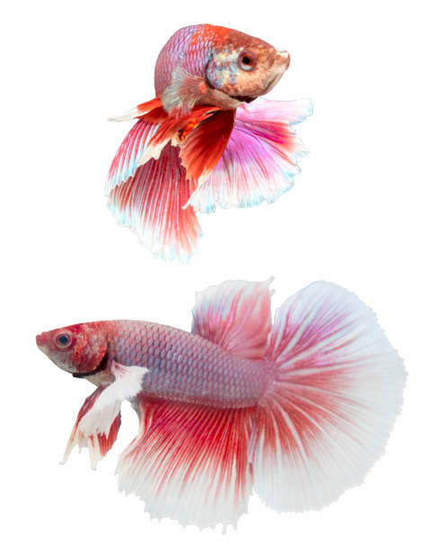istock Betta fish, siamese fighting fish, betta splendens isolated on white background 1257885126