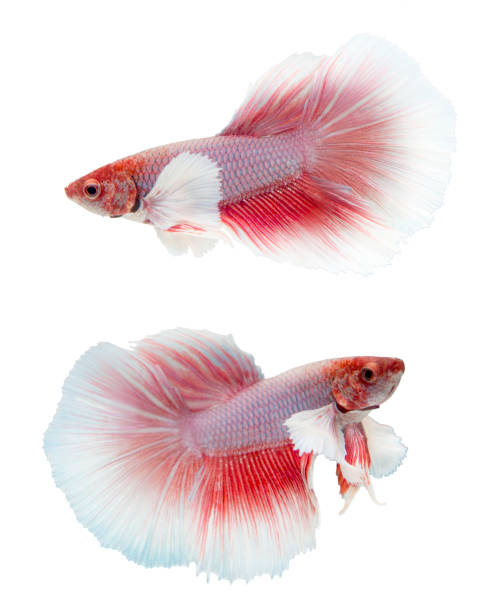 Betta fish, siamese fighting fish, betta splendens isolated on white background Betta fish, siamese fighting fish, betta splendens isolated on white background white halfmoon betta splendens fish stock pictures, royalty-free photos & images