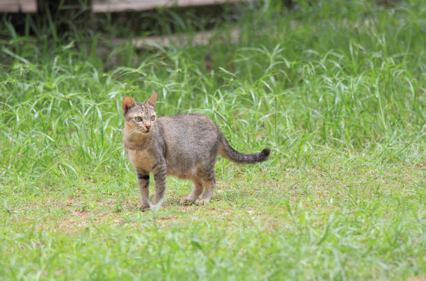 istock cat for hunting in the nature 1257886383