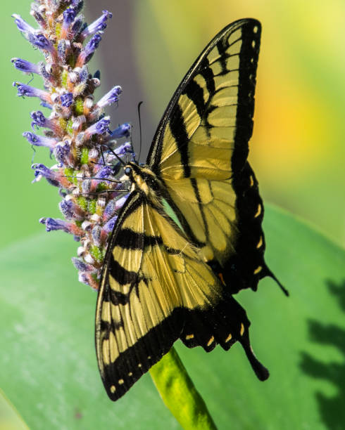 istock Tiger Swallowtail butterfly on flowering water plant 1257888043