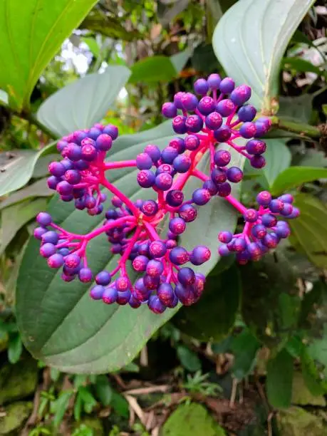 Bright purple and pink Hawaiian berries