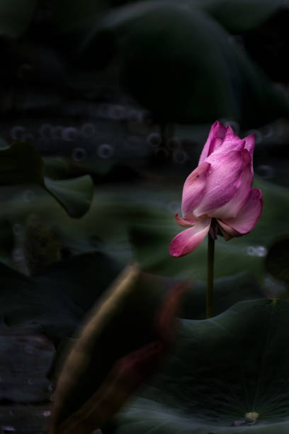 istock single pink lotus flower blooming at park after raining 1257889301