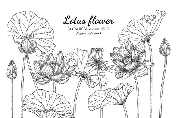 ilustraciones, imágenes clip art, dibujos animados e iconos de stock de ilustración botánica dibujada a mano de flor y hoja de loto con arte lineal sobre fondos blancos. - lotus