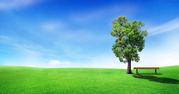 istock Alone tree on green grass meadow field with blue sky in background. 1257889393