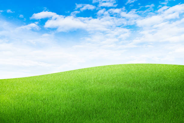 istock Green grass meadow field with white clouds and blue sky. 1257889397