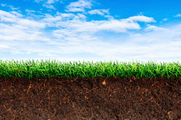 istock Cross section brown soil and green grass in underground. 1257889905