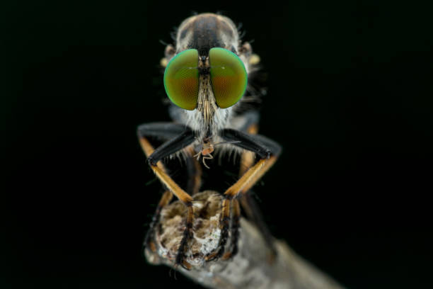 istock Robber flies (Asilidae) - nature marco photography 1257889996