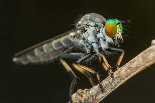 istock Robber flies (Asilidae) - nature marco photography 1257890038
