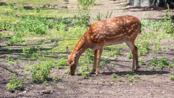 istock A female spotted deer grazes the grass. 1257890265