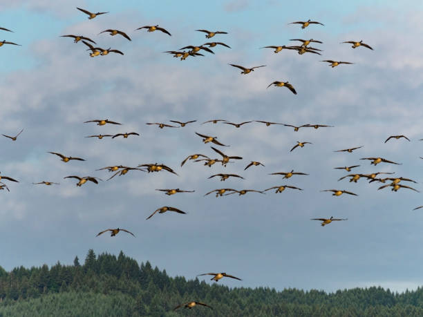 istock Wild Canada Geese Flying In Oregon Willamette Valley 1257892196
