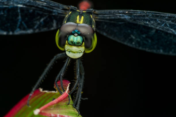 istock nature marco photography 1257892205