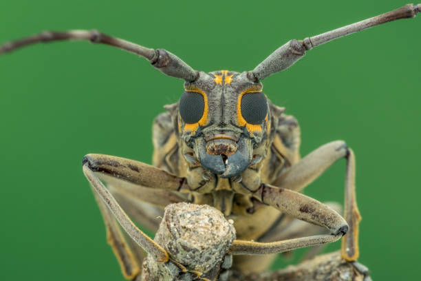 istock Beautiful Batocera rubus natural marco photography 1257892208