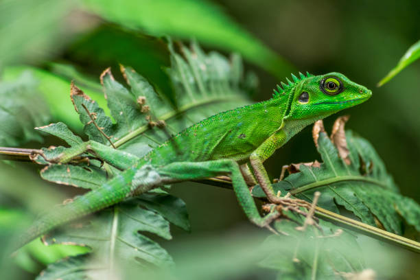 istock green iguana - wildlife photography 1257892230
