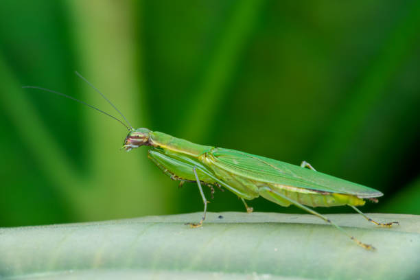 istock praying mantis (Mantodea) - natural marco photography 1257892266