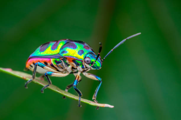 istock one beautiful Jewel Bug (Chrysocoris patricius) natural marco photography 1257892941