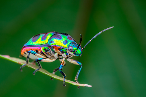 one beautiful Jewel Bug (Chrysocoris patricius) natural marco photography