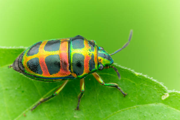 istock one beautiful Jewel Bug (Chrysocoris patricius) natural marco photography 1257894552