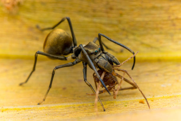 istock golden ant - nature marco photography 1257894572