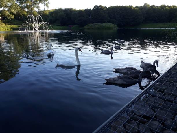 istock The swans and the ducks on the lake 1257894649