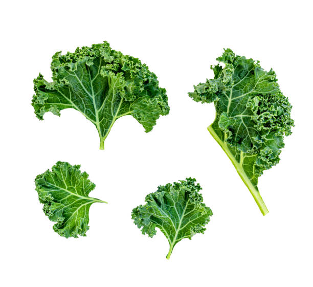 istock Creative layout made of Kale leaves. Flat lay. Raw Kale curly  salad leaf isolated on white background. 1257896131
