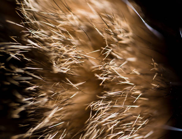 istock Cat hair close up, fur macro 1257897014
