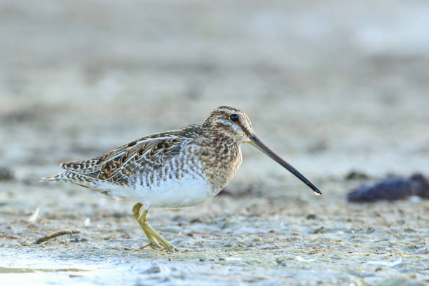 istock Common snipe with a water droplet on its beak 1257897097
