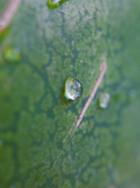 istock Water drop on a watermelon skin, closeup, macro, isolated 1257897128