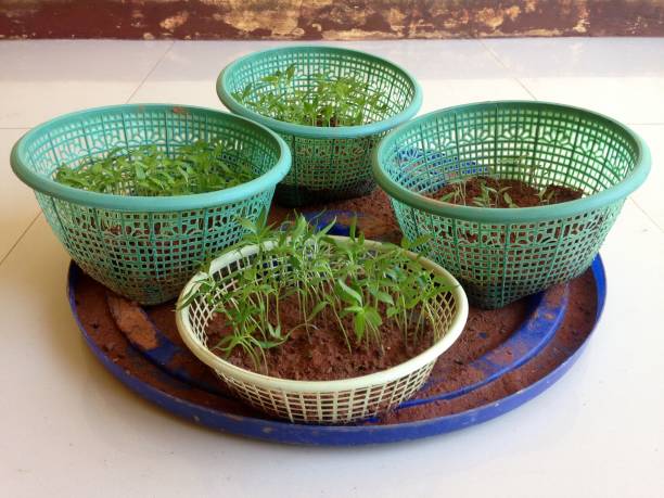 istock young chilli seedlings in Bogor, West Java, Indonesia, July 24, 2020 1257897136