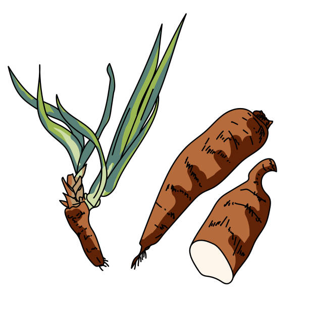 Tapioca Clipart