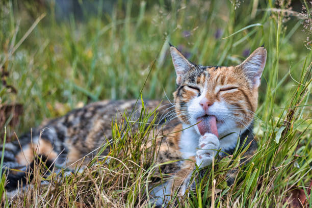 Gujean-Mestras, France - July 15, 2020. View of a cute tabby cat with black, red and white fur, lying in the grass. In the foreground, the cat lying on its stomach with its head raised and washing itself with its tongue partly out is visible.