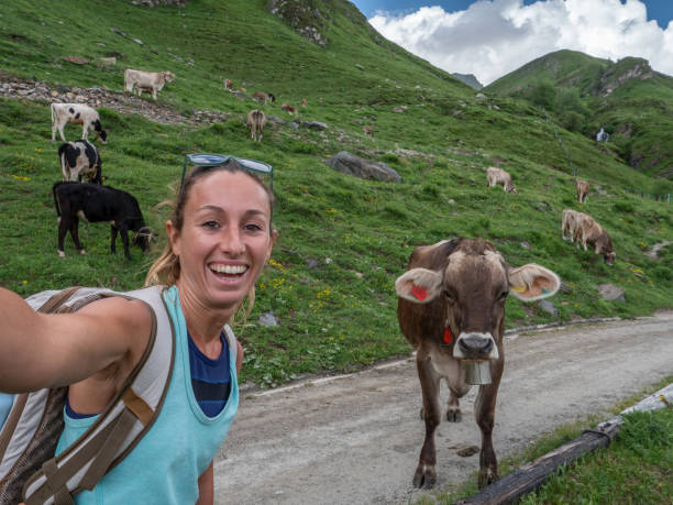 istock Woman taking selfie with cow in meadow while hiking on mountain trail 1257900708