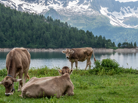 Brown cows standing in meadow in the day, sunny. Ticino Canton, Switzerland