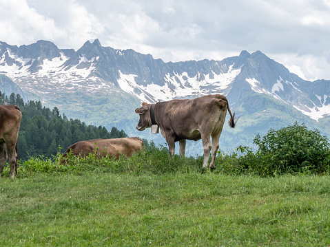 Brown cows standing in meadow in the day, sunny. Ticino Canton, Switzerland