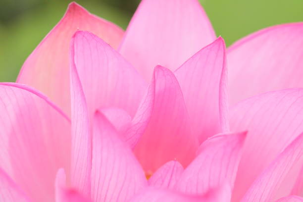 istock Japanese lotus 1257902344