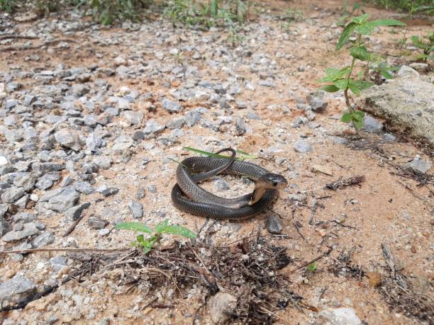 istock Cobra cub is found in southern Thailand. 1257903677