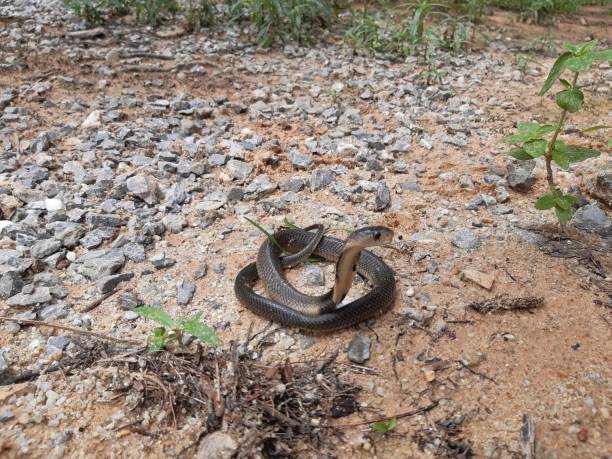 istock Cobra cub is found in southern Thailand. 1257903693
