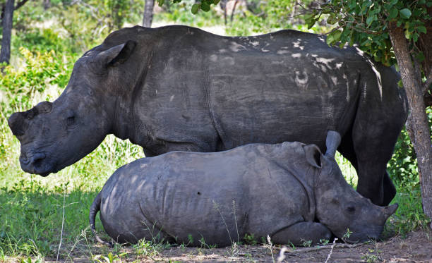 istock Rhinos in Matopos National Park 1257906297