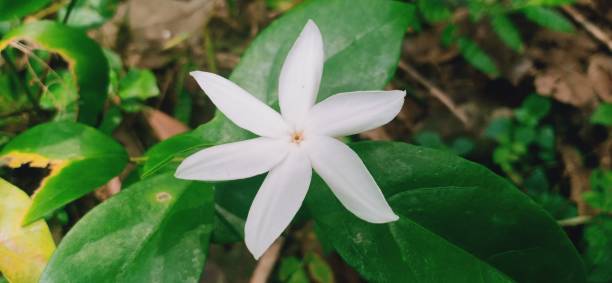istock Whild white jasmine in India kerala 1257907415