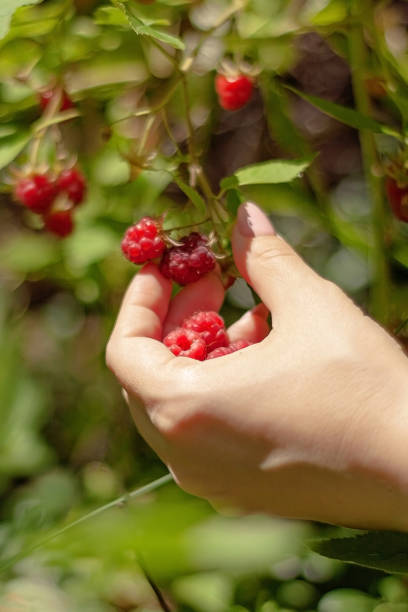 istock Female hand picks ripe red raspberries from a bush on a garden plot close-up. Selective focus. 1257907661