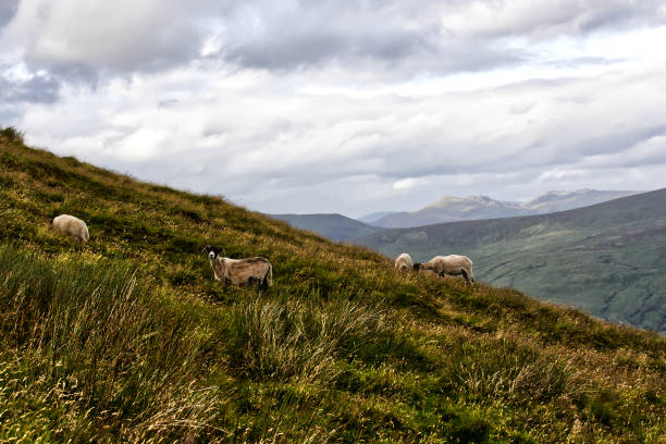 istock Sheep looking on at the intruders 1257907772