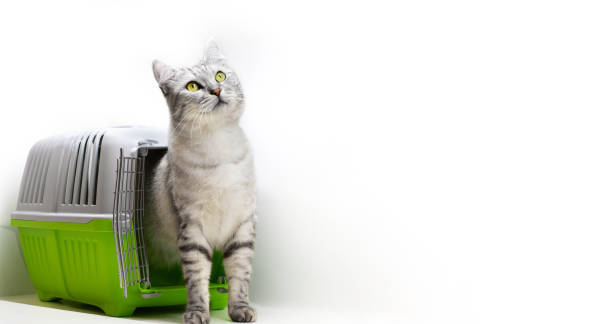 istock Cat sitting near a pet cage looking up. Isolated on white background. Text copy space 1257908877