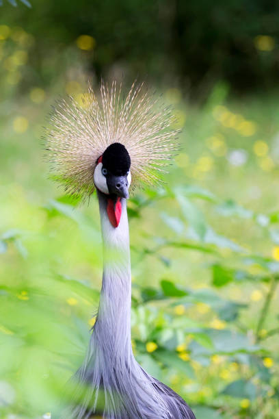 istock Crowned crane a portrait 1257909919