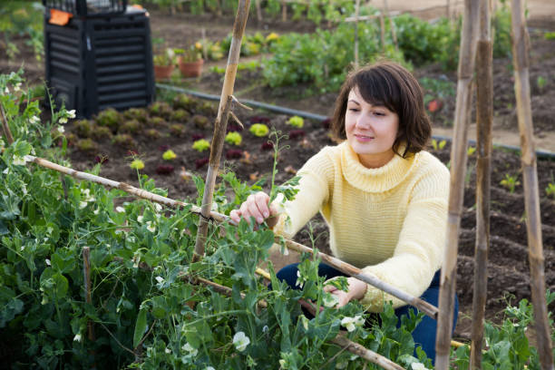 istock Woman checking green peas plants 1257909959