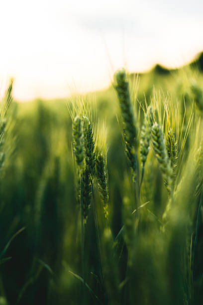 istock Green wheat field at sunset 1257910288