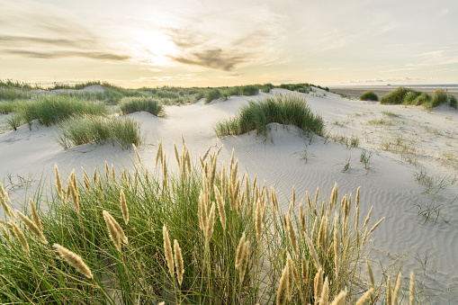Beach with sand dunes and marram grass with soft sunrise sunset back light. Skagen Nordstrand, Denmark. Skagerrak, Kattegat.