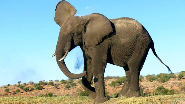 istock Elephant at Chobe National Park in Botswana 1257911281