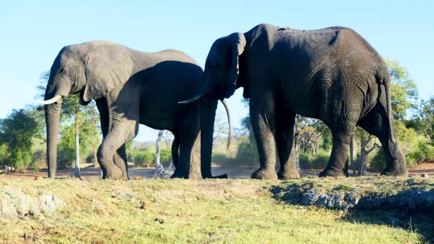 istock Elephant at Chobe National Park in Botswana 1257911291