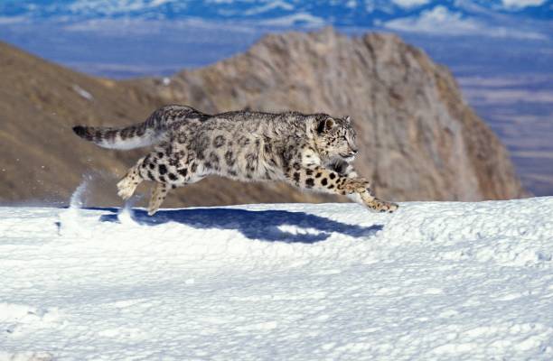 Snow Leopard or Ounce, uncia uncia, Adult running on Snow Snow Leopard or Ounce, uncia uncia, Adult running on Snow ounce stock pictures, royalty-free photos & images