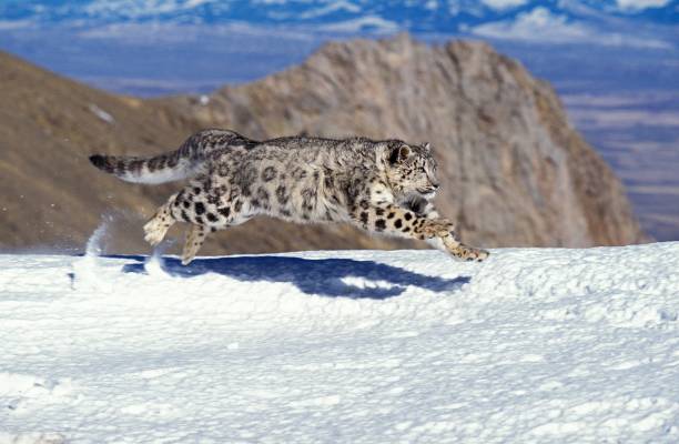snow leopard or ounce, uncia uncia, adult running on snow - snow leopard imagens e fotografias de stock